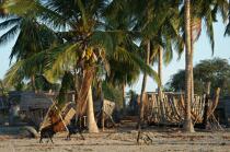 Belo sur mer © Philip Plisson / Plisson La Trinité / AA16395 - Photo Galleries - Coconut palm