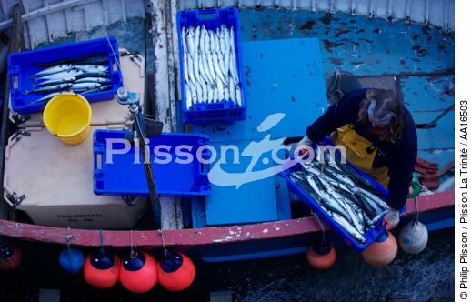 Newlyn, Angleterre - © Philip Plisson / Plisson La Trinité / AA16503 - Nos reportages photos - Pêcheurs du monde