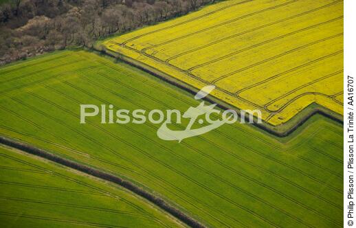 Cornwall, England - © Philip Plisson / Plisson La Trinité / AA16707 - Photo Galleries - Field