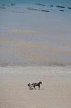 Training on a Cotentin beach. © Philip Plisson / Plisson La Trinité / AA16987 - Photo Galleries - Horse