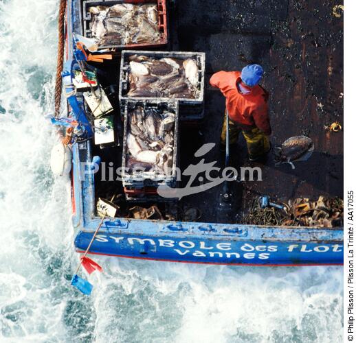 Pêche a la Morgate - © Philip Plisson / Plisson La Trinité / AA17055 - Nos reportages photos - Pêcheurs du monde