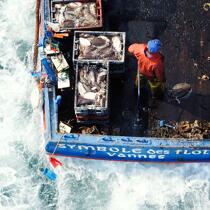 Pêche a la Morgate © Philip Plisson / Plisson La Trinité / AA17055 - Nos reportages photos - Pêcheurs du monde