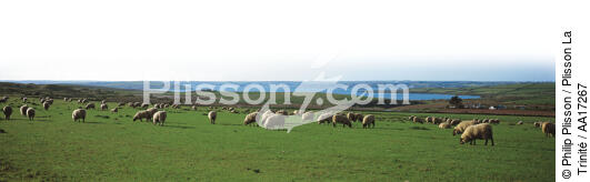 Sheep Island - © Philip Plisson / Plisson La Trinité / AA17267 - Nos reportages photos - Pays-de-Galles