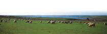 Sheep Island © Philip Plisson / Plisson La Trinité / AA17267 - Nos reportages photos - Pays-de-Galles
