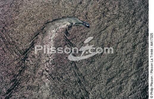 Sillage de semi rigide - © Philip Plisson / Plisson La Trinité / AA17325 - Nos reportages photos - Sillage