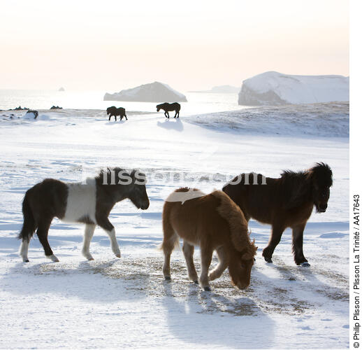 Poneys des îles Westman en Islande. - © Philip Plisson / Plisson La Trinité / AA17643 - Nos reportages photos - Ile (Islande)