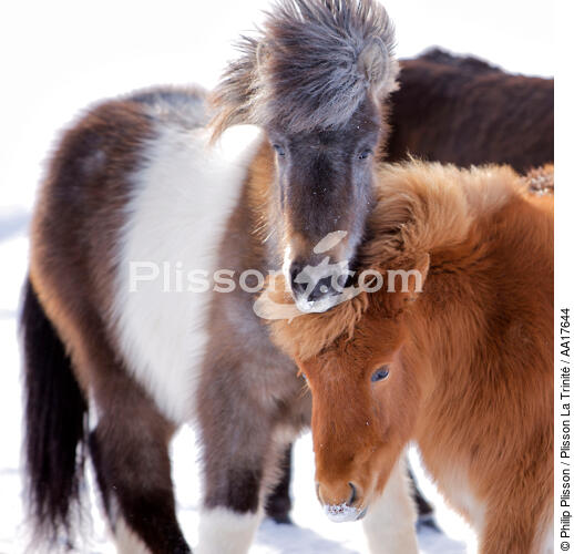Ponies Westman Islands in Iceland. - © Philip Plisson / Plisson La Trinité / AA17644 - Photo Galleries - Westman island