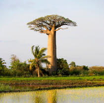 Baobab à Madagascar. © Philip Plisson / Plisson La Trinité / AA17714 - Nos reportages photos - Ville [Madagascar]