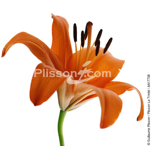 Lys orange. - © Guillaume Plisson / Plisson La Trinité / AA17738 - Nos reportages photos - Fleur