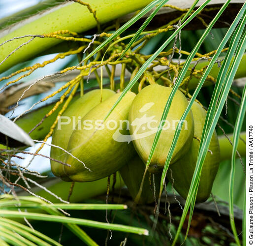 Palm Leaf - © Guillaume Plisson / Plisson La Trinité / AA17740 - Photo Galleries - Palm tree