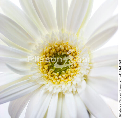 White gerbera. - © Guillaume Plisson / Plisson La Trinité / AA17843 - Photo Galleries - Flora