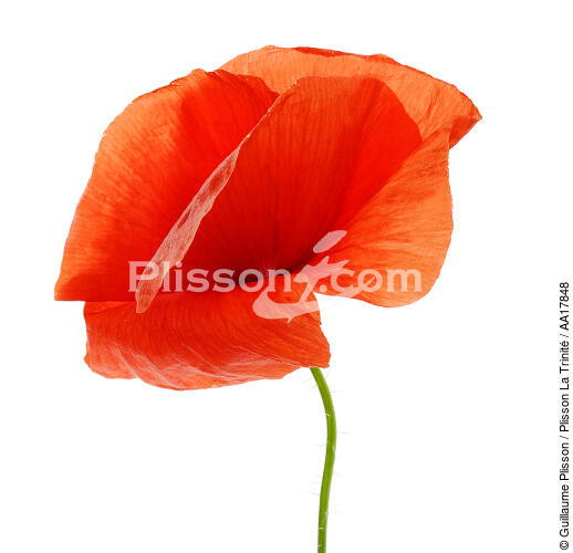 Poppy. - © Guillaume Plisson / Plisson La Trinité / AA17848 - Photo Galleries - Vegetal