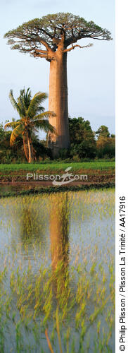 Baobab à Madagascar. - © Philip Plisson / Plisson La Trinité / AA17916 - Nos reportages photos - Flore