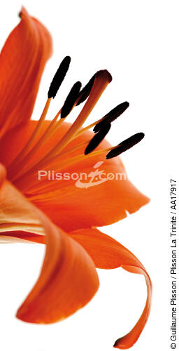 Lys orange. - © Guillaume Plisson / Plisson La Trinité / AA17917 - Nos reportages photos - Végétal