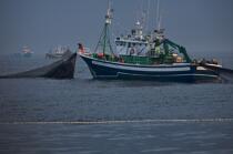 Pêche a la sardines au petit matin © Philip Plisson / Plisson La Trinité / AA17967 - Nos reportages photos - Mer calme