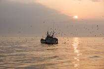 Pêche a la sardines au petit matin © Philip Plisson / Plisson La Trinité / AA17978 - Nos reportages photos - Lever de soleil
