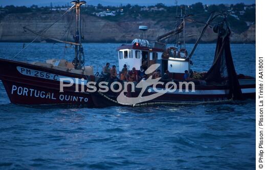 Pêche a la Sardines sur la Côte d'Algarve - © Philip Plisson / Plisson La Trinité / AA18001 - Nos reportages photos - Sardine