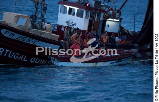Pêche a la Sardines sur la Côte d'Algarve - © Philip Plisson / Plisson La Trinité / AA18002 - Nos reportages photos - La pêche à la sardine