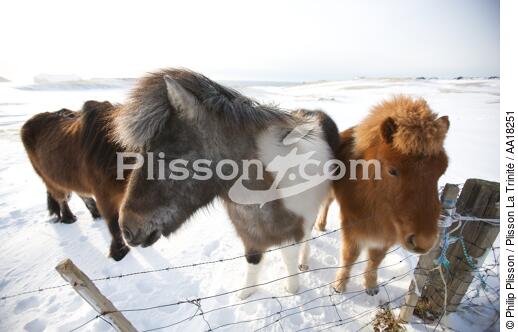 Pony on Westman islands in Iceland. - © Philip Plisson / Plisson La Trinité / AA18251 - Photo Galleries - Mammal
