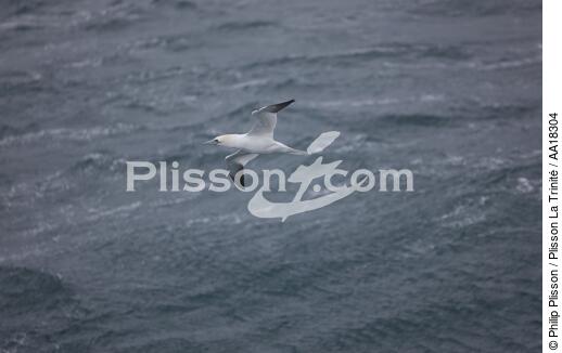 Gannet - © Philip Plisson / Plisson La Trinité / AA18304 - Photo Galleries - Island (Iceland)