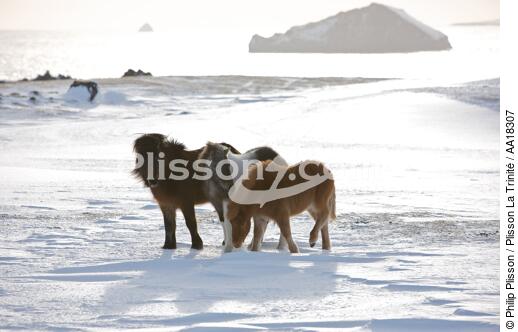 Poneys sur les îles Westman en Islande. - © Philip Plisson / Plisson La Trinité / AA18307 - Nos reportages photos - Neige
