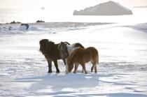 Ponies Westman Islands in Iceland. © Philip Plisson / Plisson La Trinité / AA18307 - Photo Galleries - Mammal