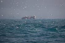 Containership, Westman islands. © Philip Plisson / Plisson La Trinité / AA18310 - Photo Galleries - Westman island