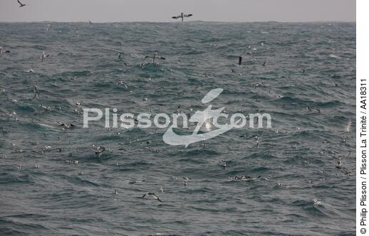 Gannet. - © Philip Plisson / Plisson La Trinité / AA18311 - Photo Galleries - Westman island