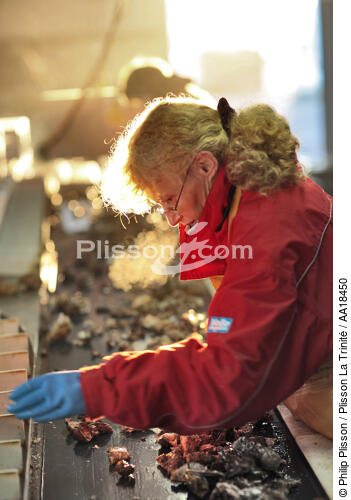 Tri et calibrage des huitres. - © Philip Plisson / Plisson La Trinité / AA18450 - Nos reportages photos - Portrait