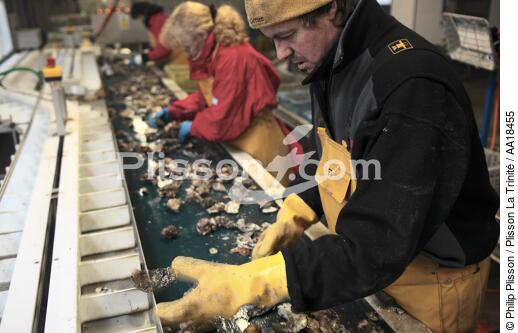 Les huîtres sont triées et calibrées. - © Philip Plisson / Plisson La Trinité / AA18455 - Nos reportages photos - Faune et Flore