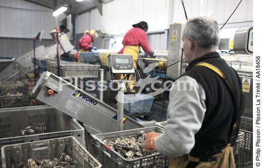 Les huîtres sont conditionnées et pesées pour être expédiées. - © Philip Plisson / Plisson La Trinité / AA18456 - Nos reportages photos - Chantier ostréicole