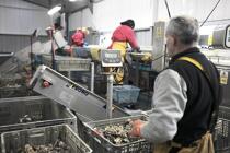 Les huîtres sont conditionnées et pesées pour être expédiées. © Philip Plisson / Plisson La Trinité / AA18456 - Nos reportages photos - Trinité-sur-Mer [La]