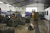 Dans l'entrepôt, le tri va commencer. © Philip Plisson / Plisson La Trinité / AA18461 - Nos reportages photos - L'ostréiculture