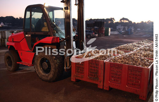 Unloading oysters. - © Philip Plisson / Plisson La Trinité / AA18463 - Photo Galleries - Oyster farm
