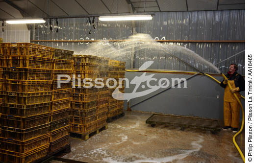 Les huîtres sont stockées en attendant les transporteurs. - © Philip Plisson / Plisson La Trinité / AA18465 - Nos reportages photos - Chantier ostréicole
