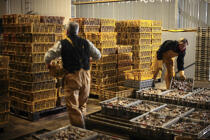 Stockage des huîtres au chantier ostriécole. © Philip Plisson / Plisson La Trinité / AA18467 - Nos reportages photos - L'ostréiculture
