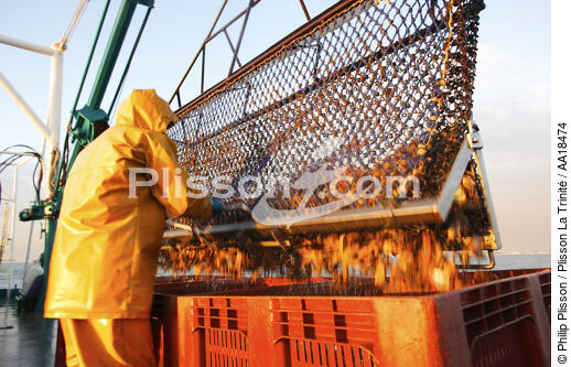 Les dragues déchargent jusqu'à 500 Kg d'huîtres. - © Philip Plisson / Plisson La Trinité / AA18474 - Nos reportages photos - L'ostréiculture