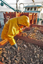 Un premier tri afin de retirer les prédateurs des huîtres, comme les étoiles de mer. © Philip Plisson / Plisson La Trinité / AA18475 - Nos reportages photos - L'ostréiculture