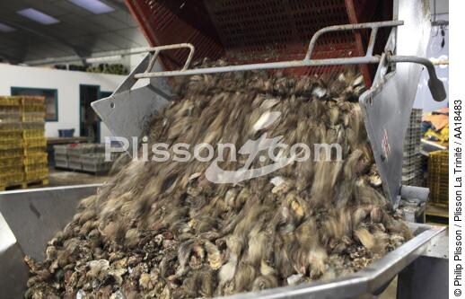 Unloading oysters. - © Philip Plisson / Plisson La Trinité / AA18483 - Photo Galleries - Mollusk