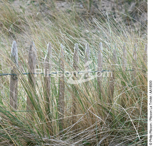 Dans les dunes du Cotentin. - © Philip Plisson / Plisson La Trinité / AA18500 - Nos reportages photos - Déco Marine