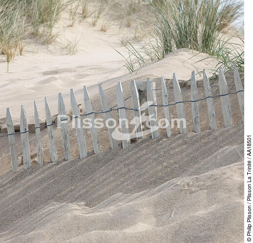 Dans les dunes du Cotentin. - © Philip Plisson / Plisson La Trinité / AA18501 - Nos reportages photos - Dune
