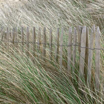 Dans les dunes du Cotentin. © Philip Plisson / Plisson La Trinité / AA18502 - Nos reportages photos - Manche [La]