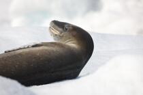 Leopard seal © Philip Plisson / Plisson La Trinité / AA18629 - Photo Galleries - Seal