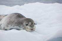 Leopard seal © Philip Plisson / Plisson La Trinité / AA18633 - Photo Galleries - Seal