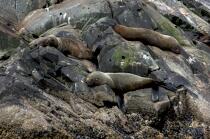 Seals in Antarctica. © Philip Plisson / Plisson La Trinité / AA18645 - Photo Galleries - Sea mammal