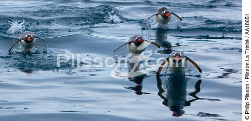 Papou penguins. - © Philip Plisson / Plisson La Trinité / AA18651 - Photo Galleries - Antarctica
