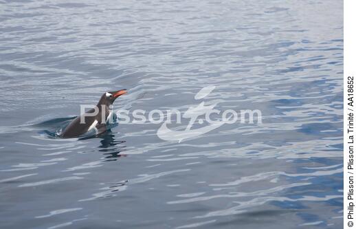Manchot Papou. - © Philip Plisson / Plisson La Trinité / AA18652 - Nos reportages photos - Oiseau marin