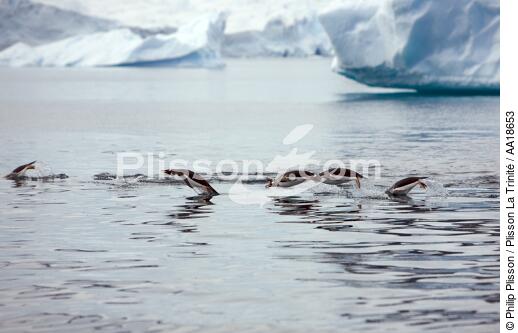 Papou penguins. - © Philip Plisson / Plisson La Trinité / AA18653 - Photo Galleries - Papou penguin