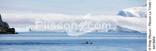 Manchot Papou. - © Philip Plisson / Plisson La Trinité / AA18654 - Nos reportages photos - Oiseau marin