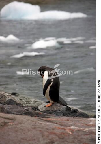 Papou penguin. - © Philip Plisson / Plisson La Trinité / AA18656 - Photo Galleries - Papou penguin